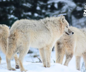 Takiego ZOO w Polsce jeszcze nie było! Chata polarna z wilkami to absolutny hit