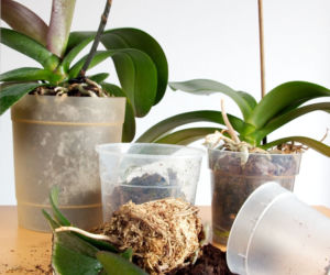 Przesadzanie storczyka Phalaenopsis