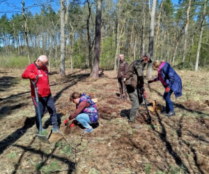 W Lesie Sekulskim rośnie już kilkaset nowych, młodych buków! Drzewa zasadzili członkowie siedleckiego samorządu i leśnicy