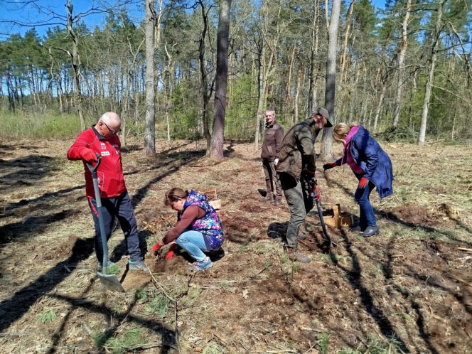 W Lesie Sekulskim rośnie już kilkaset nowych, młodych buków! Drzewa zasadzili członkowie siedleckiego samorządu i leśnicy