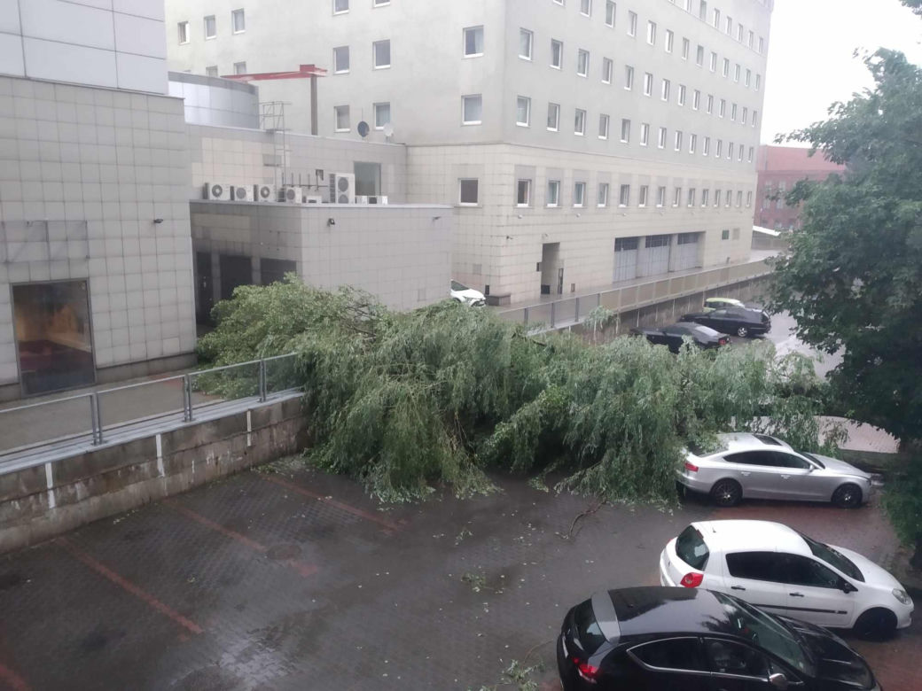 Burza w Łodzi wyrywa drzewa z korzeniami