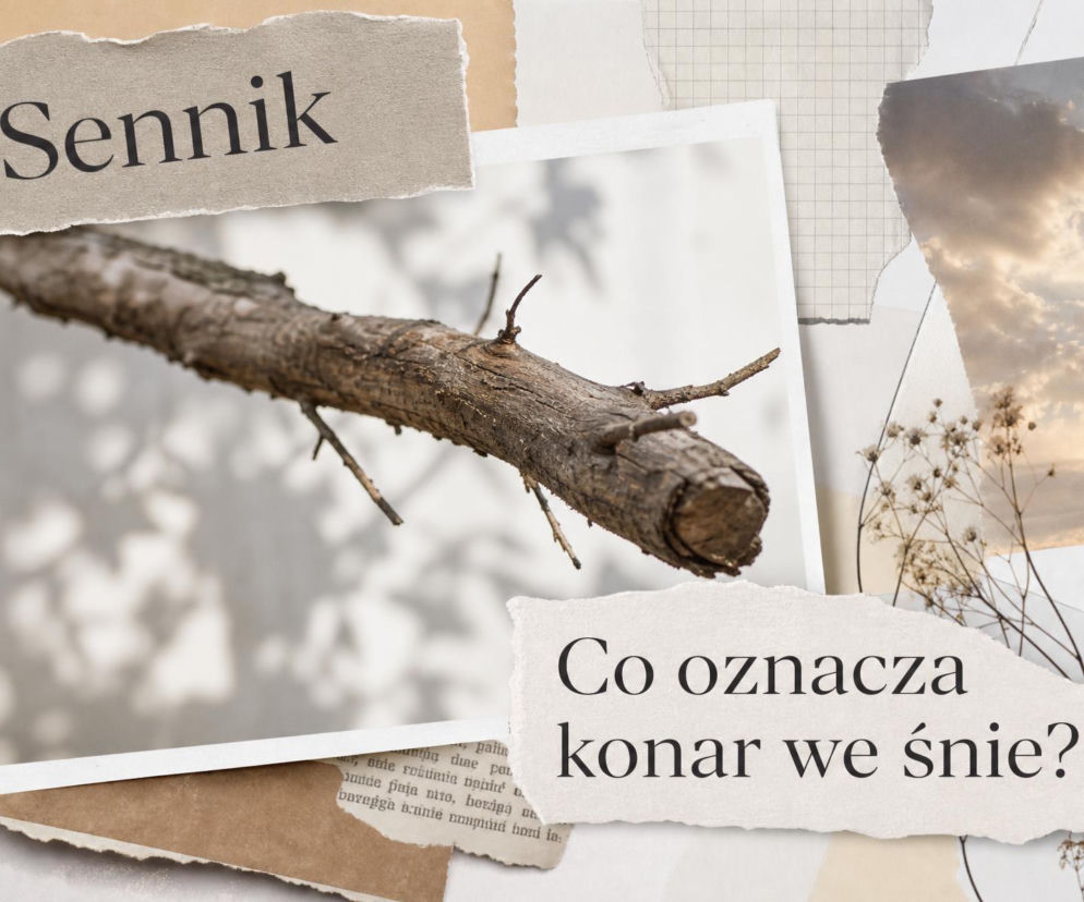 Suchy konar drzewa na zdjęciu. Obok napis sennik oraz pytanie o znaczenie snu, o czym przeczytasz na SE.