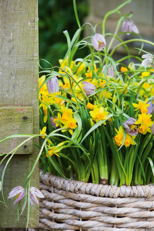 Narcyzy (Narcissus)