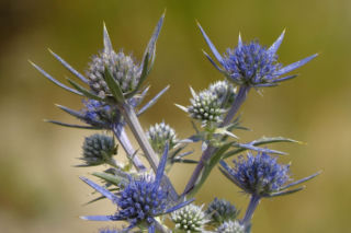 Mikołajek ametystowy - Eryngium amethystinum