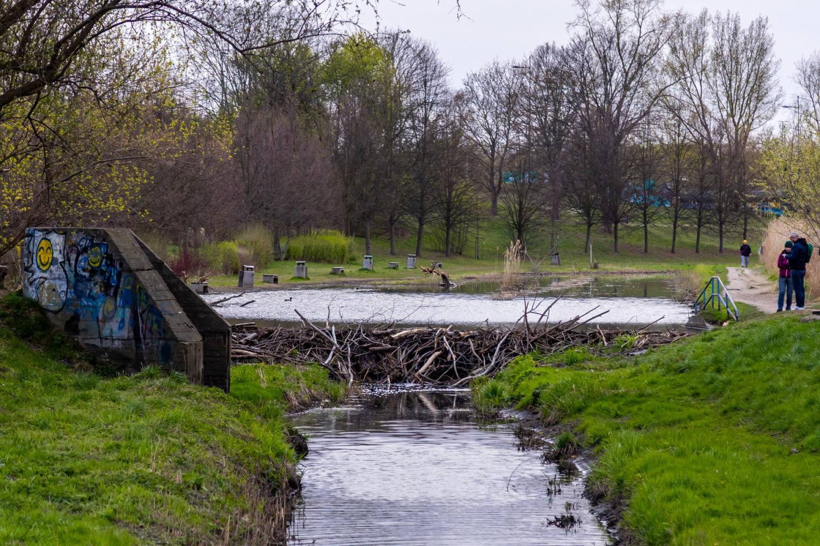 Bobrowe tamy na Potoku Służewieckim w Warszawie