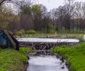 Bobrowe tamy na Potoku Służewieckim w Warszawie