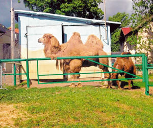 Garbaty morderca grasuje w ZOO