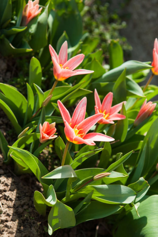 Tulipan