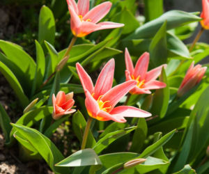 Tulipan
