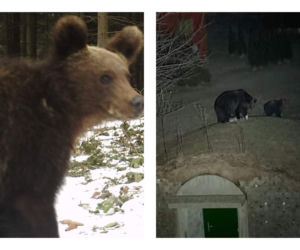 Bieszczady. Niedźwiedzie szukają pożywienia we wsi [GALERIA]