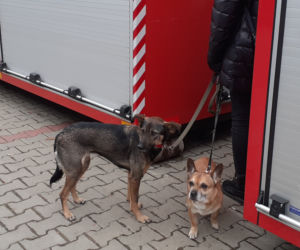 Hala Kijowska w Korczowej