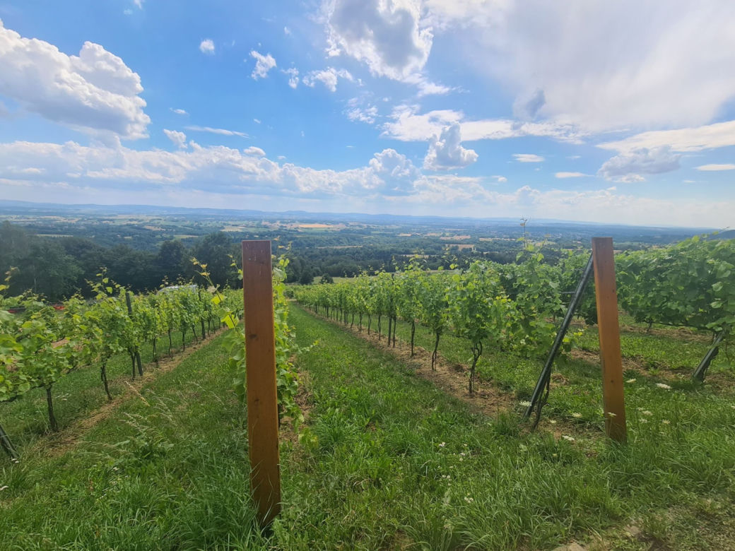 Winnica widokowa w Komborni