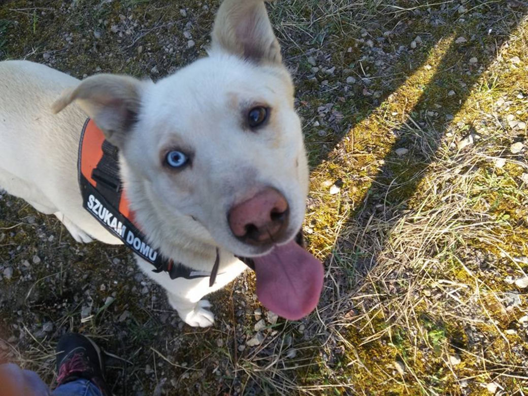 NIKT NIE CHCE PRZYGARNĄĆ PSA Z HETEROCHROMIĄ