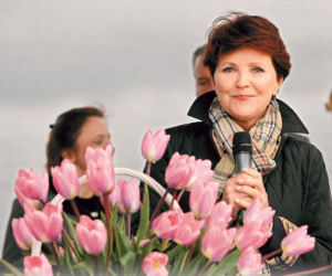 Różowa Jolanta