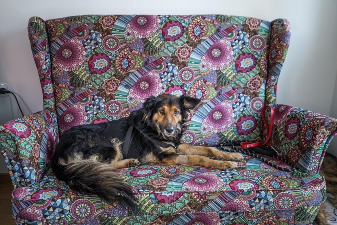 Przemyśl. U nich psy nie czekają na adopcję w klatkach [GALERIA]	