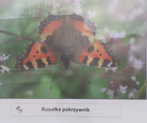 Wystawa zdjęć motyli i ciem w iławskiej Galerii Jazzowej