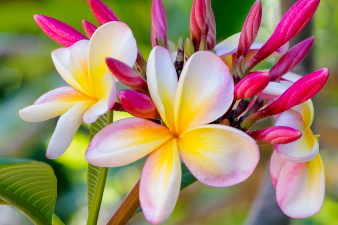 Plumeria