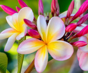 Plumeria