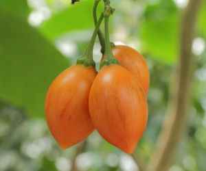 Ten egzotyczny owoc przywędrował z Ameryki Południowej. Wspiera odporność, a do tego ma niski indeks glikemiczny