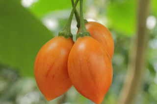 Ten egzotyczny owoc przywędrował z Ameryki Południowej. Wspiera odporność, a do tego ma niski indeks glikemiczny