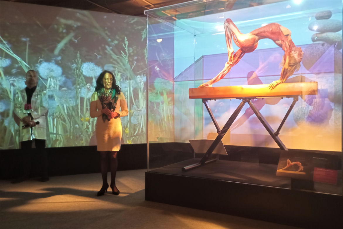 Wystawa Body Worlds w Szczecinie