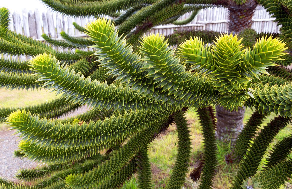 Araukaria