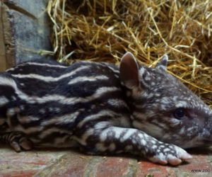 Mała Sara z wrocławskiego zoo