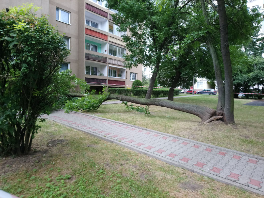 Drzewo runęło na blok i chodnik w Krakowie