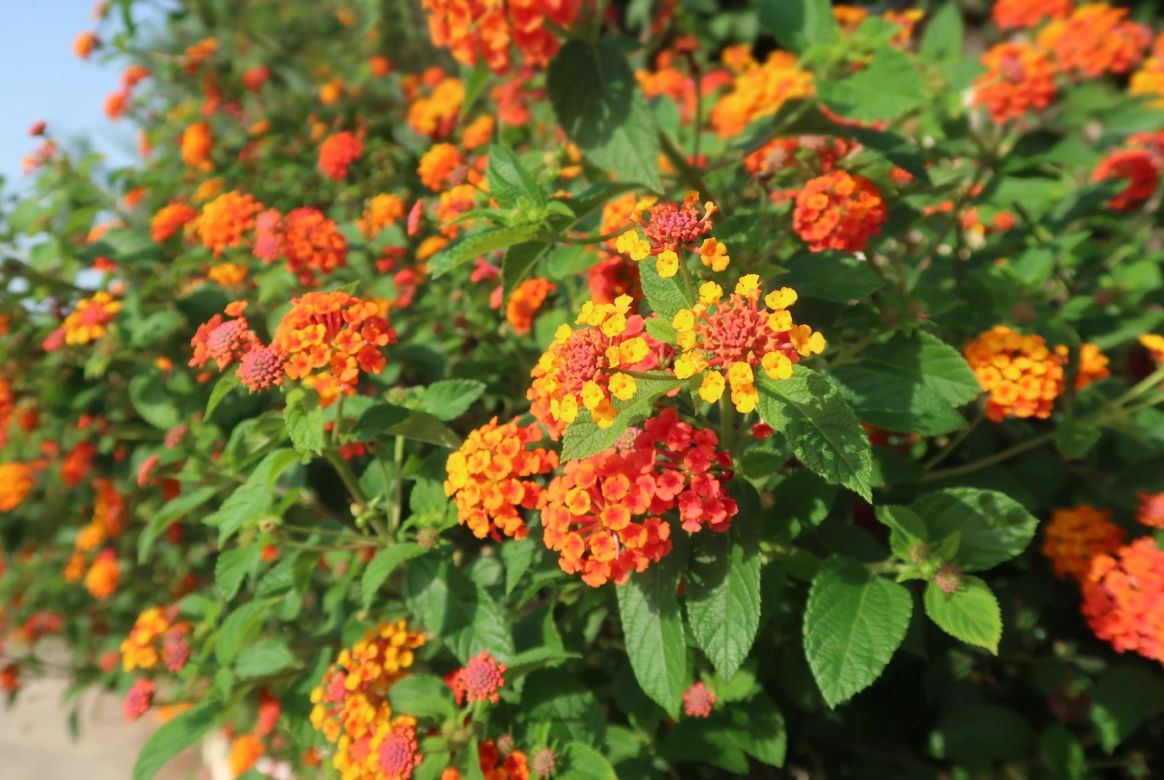 Lantana