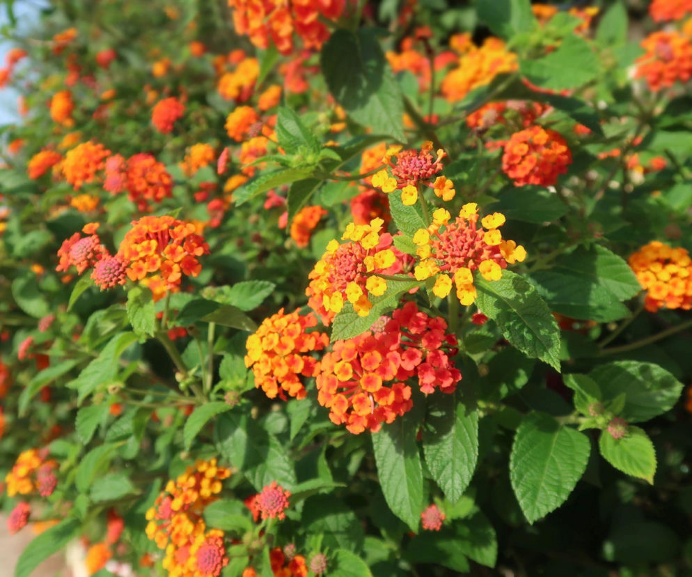 Lantana