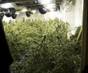 Chińska plantacja marihuany pod Piasecznem: Towar wart 3,5 mln zł!