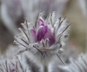 Sasanka słowacka,Pulsatilla halleri
