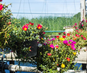 Portulaka wielkokwiatowa