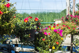 To nie surfinia – ona bije ją na głowę! Skromna portulaka wielkokwiatowa będzie hitem na balkon w 2026 roku