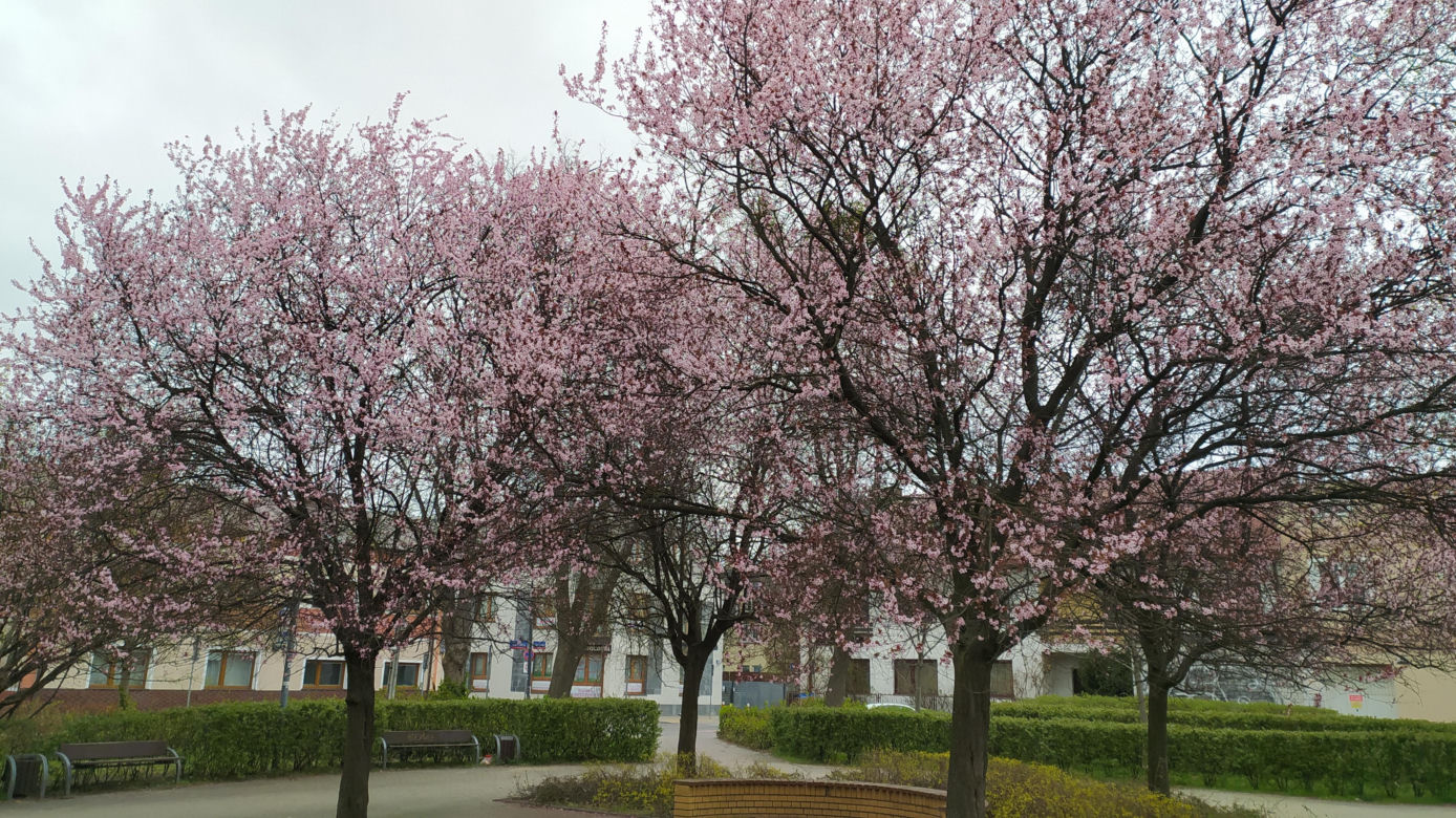 Śliwa wiśniowa 'Pissardii'