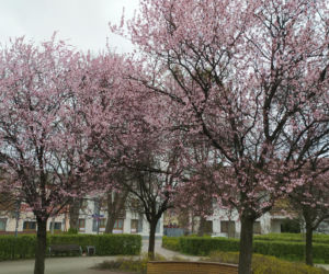 Śliwa wiśniowa 'Pissardii'