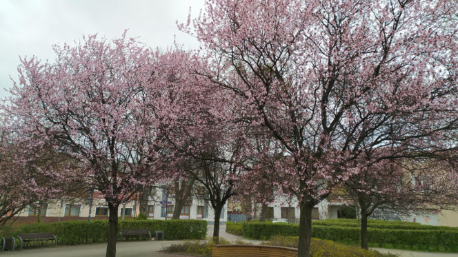 Śliwa wiśniowa 'Pissardii'