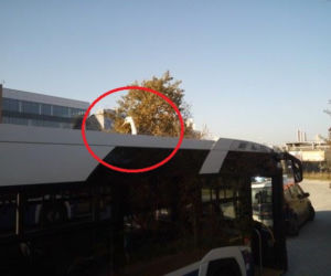 Łabądź podróżował na dachu autobusu