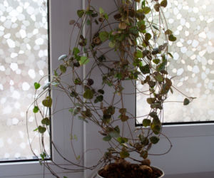 Ceropegia Wooda