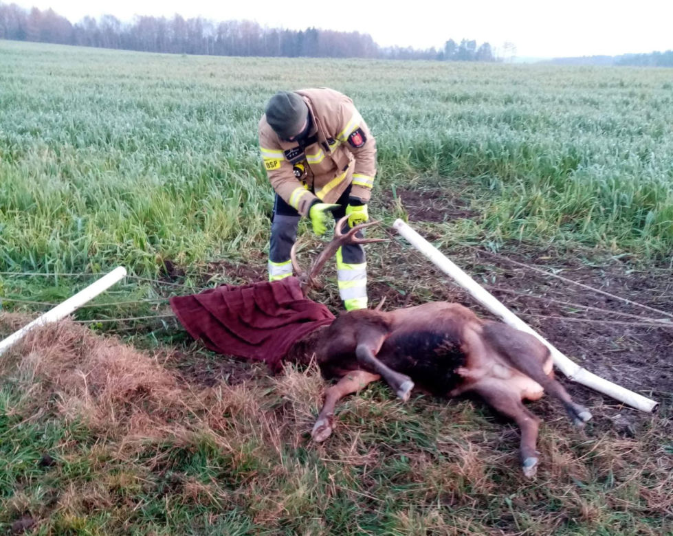 Strażacy z Gościna uratowali jelenia 