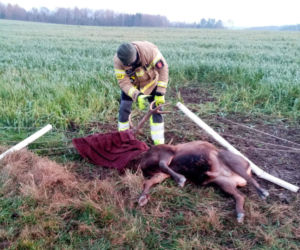 Strażacy z Gościna uratowali jelenia 