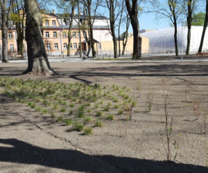 Od dziś otwarte lasy i parki. Ale parki Heermanna i Jonstona wciąż ogrodzone