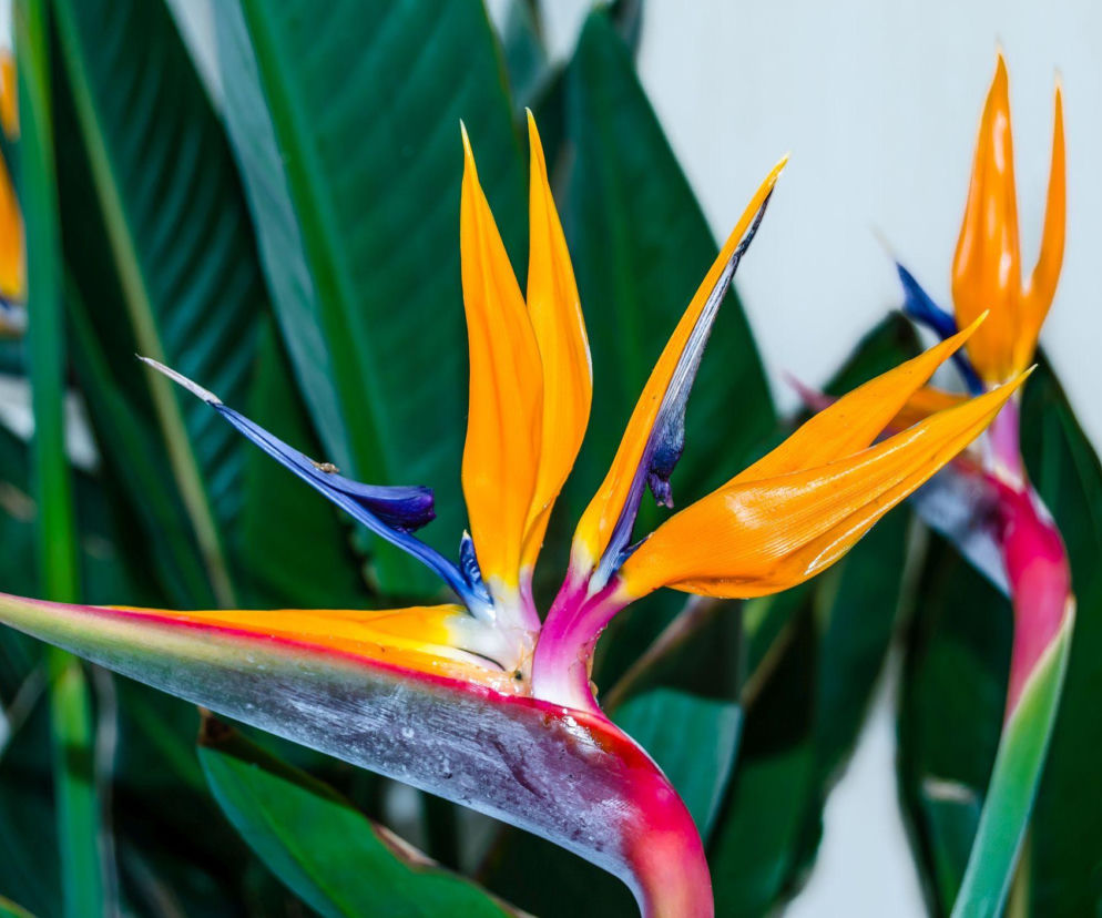 Strelicja w donicy: jak podlewać, by zdrowo rosła?