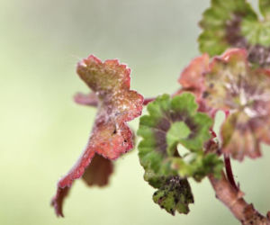 Chora pelargonia