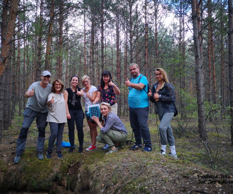 Szczęśliwy finał poszukiwań zaginionego kota na DK 10