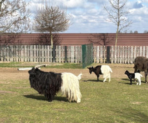 Słodka kózka z Wojciechowa szuka imienia