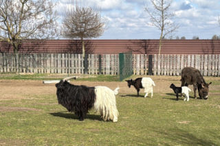 Słodka kózka z Wojciechowa szuka imienia