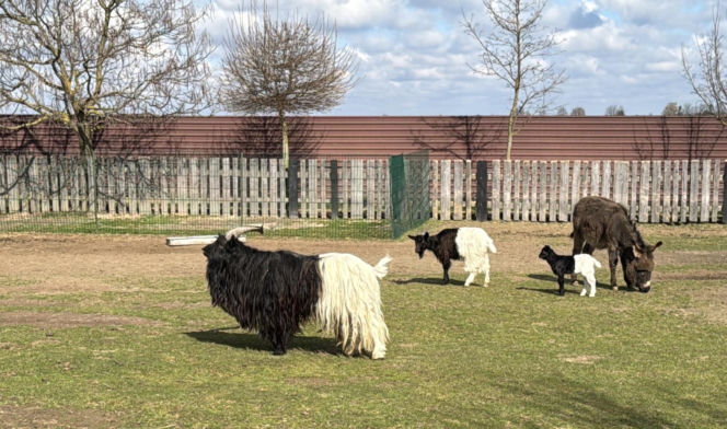 Słodka kózka z Wojciechowa szuka imienia