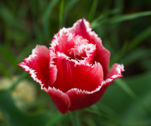 Tulipany strzępiaste