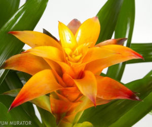 Guzmania